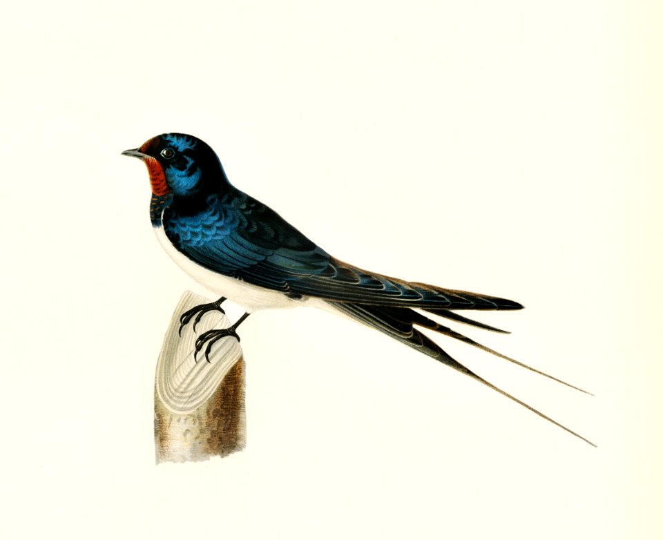 Barn Swallow male (Chelidon rustica) illustrated by the von Wright brothers. Digitally enhanced from our own 1929 folio version of Svenska Fåglar Efter Naturen Och Pa Sten Ritade.