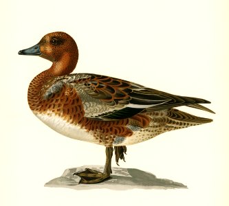 Eurasian wigeon male (Anas (Mereca) penelope) illustrated by the von Wright brothers. Digitally enhanced from our own 1929 folio version of Svenska Fåglar Efter Naturen Och Pa Sten Ritade.