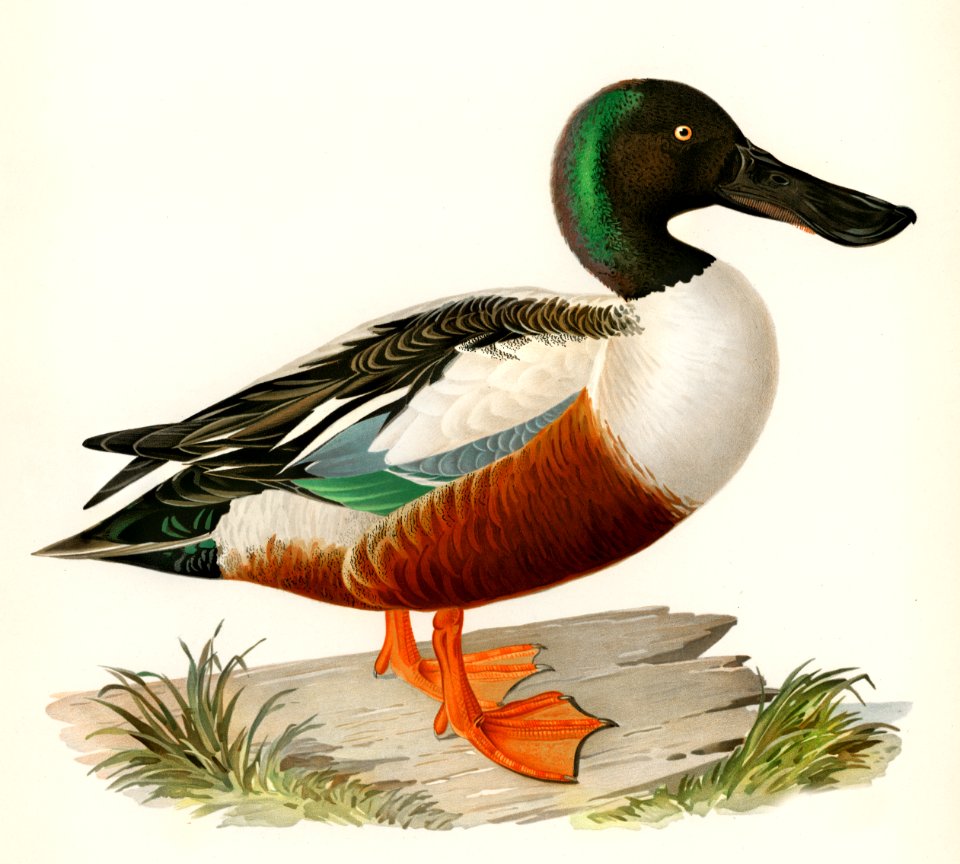 Cinnamon teal (Spatula cyanoptera) illustrated by the von Wright brothers. Digitally enhanced from our own 1929 folio version of Svenska Fåglar Efter Naturen Och Pa Sten Ritade.