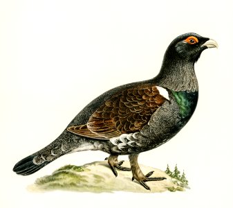Western capercaillie (TETRAO UROGALLUS) illustrated by the von Wright brothers. Digitally enhanced from our own 1929 folio version of Svenska Fåglar Efter Naturen Och Pa Sten Ritade.