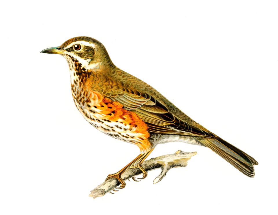 Redwing (Turdus iliacus) illustrated by the von Wright brothers. Digitally enhanced from our own 1929 folio version of Svenska Fåglar Efter Naturen Och Pa Sten Ritade.