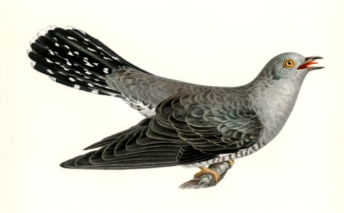 Common cuckoo-male (Cuculus canorus) illustrated by the von Wright brothers. Digitally enhanced from our own 1929 folio version of Svenska Fåglar Efter Naturen Och Pa Sten Ritade.. Free illustration for personal and commercial use.