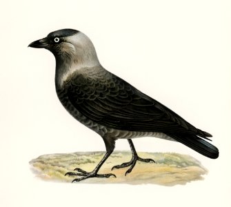 Western jackdaw (Coloeus monedula) illustrated by the von Wright brothers. Digitally enhanced from our own 1929 folio version of Svenska Fåglar Efter Naturen Och Pa Sten Ritade.. Free illustration for personal and commercial use.