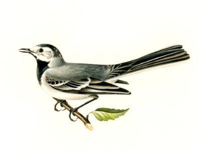 Pied wagtail female (Motacilla alba) illustrated by the von Wright brothers. Digitally enhanced from our own 1929 folio version of Svenska Fåglar Efter Naturen Och Pa Sten Ritade.. Free illustration for personal and commercial use.