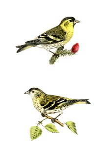Siskin ( Spinus spinus) 1♂ 2♀ illustrated by the von Wright brothers. Digitally enhanced from our own 1929 folio version of Svenska Fåglar Efter Naturen Och Pa Sten Ritade.. Free illustration for personal and commercial use.
