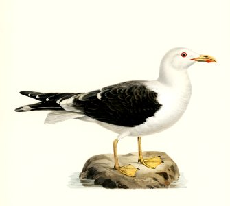 Lesser blak-backed gull (Larus fuscus) illustrated by the von Wright brothers. Digitally enhanced from our own 1929 folio version of Svenska Fåglar Efter Naturen Och Pa Sten Ritade.. Free illustration for personal and commercial use.