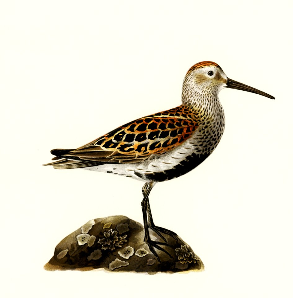 Tringa Alpina (Dunlin) illustrated by the von Wright brothers. Digitally enhanced from our own 1929 folio version of Svenska Fåglar Efter Naturen Och Pa Sten Ritade.