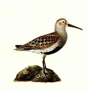 Tringa Alpina (Dunlin) illustrated by the von Wright brothers. Digitally enhanced from our own 1929 folio version of Svenska Fåglar Efter Naturen Och Pa Sten Ritade.. Free illustration for personal and commercial use.