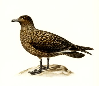 Great skua (Stercorarius skua) illustrated by the von Wright brothers. Digitally enhanced from our own 1929 folio version of Svenska Fåglar Efter Naturen Och Pa Sten Ritade.