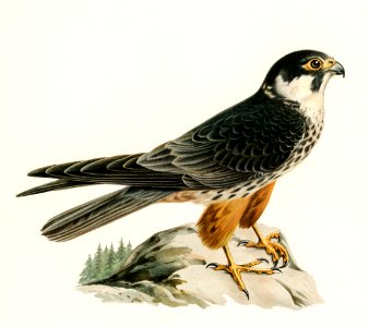 Eurasian Hobby (Falco subbuteo) illustrated by the von Wright brothers. Digitally enhanced from our own 1929 folio version of Svenska Fåglar Efter Naturen Och Pa Sten Ritade.. Free illustration for personal and commercial use.