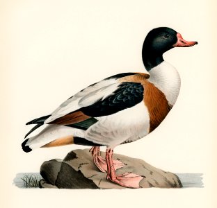 Shelduck (TADORNA TADORNA) illustrated by the von Wright brothers. Digitally enhanced from our own 1929 folio version of Svenska Fåglar Efter Naturen Och Pa Sten Ritade.