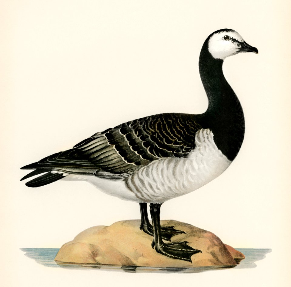 Barnacle Goose (BRANTA LEUCOPSIS) illustrated by the von Wright brothers. Digitally enhanced from our own 1929 folio version of Svenska Fåglar Efter Naturen Och Pa Sten Ritade.