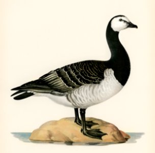 Barnacle Goose (BRANTA LEUCOPSIS) illustrated by the von Wright brothers. Digitally enhanced from our own 1929 folio version of Svenska Fåglar Efter Naturen Och Pa Sten Ritade.. Free illustration for personal and commercial use.