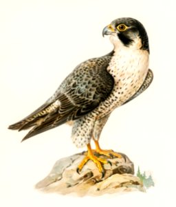 Peregrine Falcon (Falco peregrinus) illustrated by the von Wright brothers. Digitally enhanced from our own 1929 folio version of Svenska Fåglar Efter Naturen Och Pa Sten Ritade.. Free illustration for personal and commercial use.