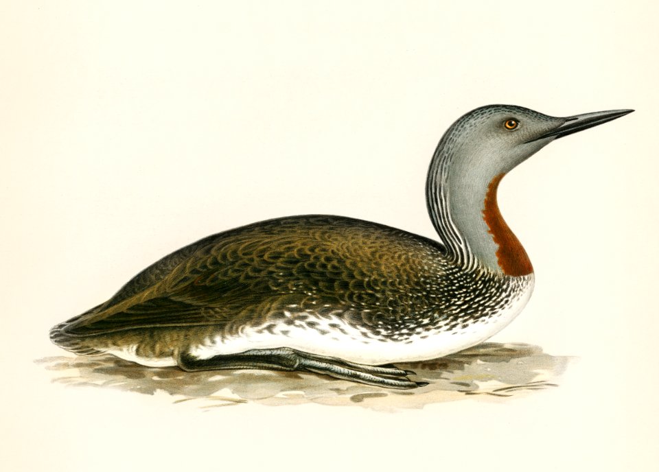 Red-throated loon (Colymbus Stellatus) illustrated by the von Wright brothers. Digitally enhanced from our own 1929 folio version of Svenska Fåglar Efter Naturen Och Pa Sten Ritade.