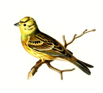 Yellowhammer male (Emberiza citrinella) illustrated by the von Wright brothers. Digitally enhanced from our own 1929 folio version of Svenska Fåglar Efter Naturen Och Pa Sten Ritade.