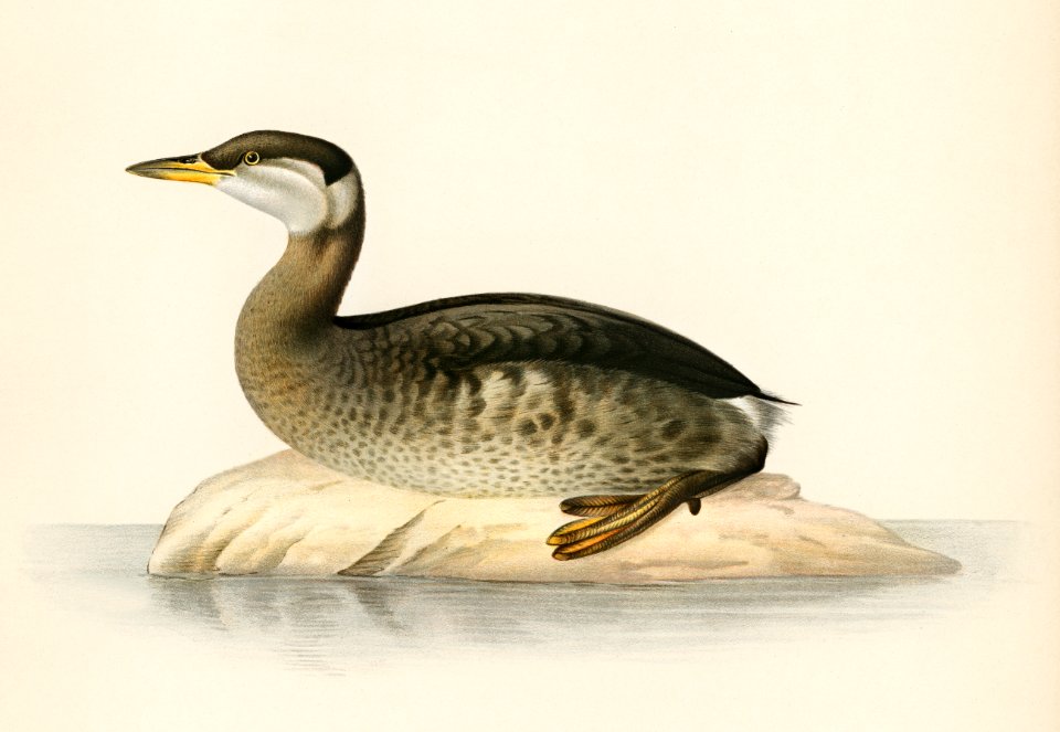 Young red-necked grebe (Podiceps grisegena) illustrated by the von Wright brothers. Digitally enhanced from our own 1929 folio version of Svenska Fåglar Efter Naturen Och Pa Sten Ritade.