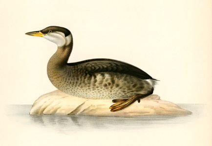 Young red-necked grebe (Podiceps grisegena) illustrated by the von Wright brothers. Digitally enhanced from our own 1929 folio version of Svenska Fåglar Efter Naturen Och Pa Sten Ritade.