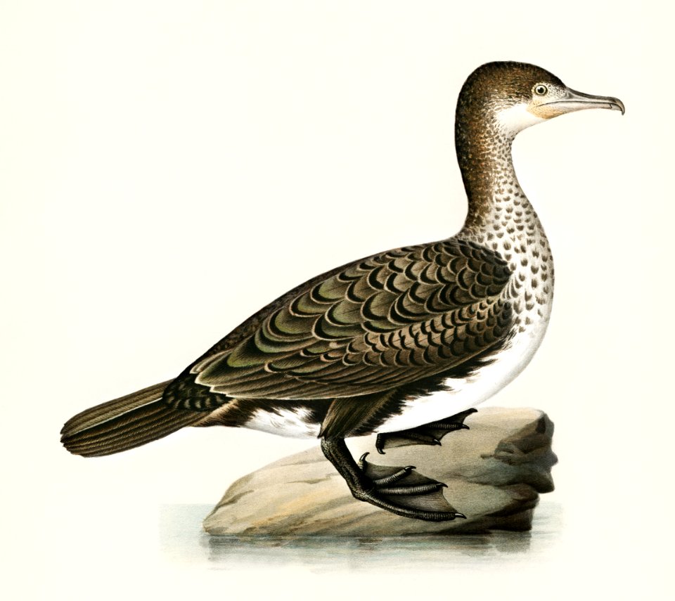 Great cormorant (Phalacrocorax Carbo) illustrated by the von Wright brothers. Digitally enhanced from our own 1929 folio version of Svenska Fåglar Efter Naturen Och Pa Sten Ritade.)
