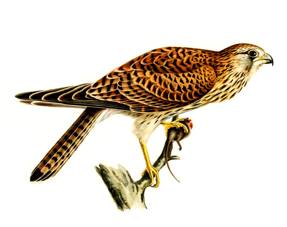Common Kestrel female (Falco tinnunculus) illustrated by the von Wright brothers. Digitally enhanced from our own 1929 folio version of Svenska Fåglar Efter Naturen Och Pa Sten Ritade.