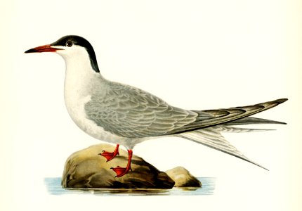 Common tern (STERNA HIRUNDO) illustrated by the von Wright brothers. Digitally enhanced from our own 1929 folio version of Svenska Fåglar Efter Naturen Och Pa Sten Ritade.