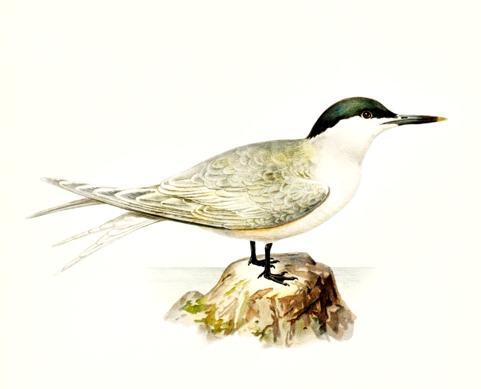 Sandwich tern (Sterna sandvicensis) illustrated by the von Wright brothers. Digitally enhanced from our own 1929 folio version of Svenska Fåglar Efter Naturen Och Pa Sten Ritade.
