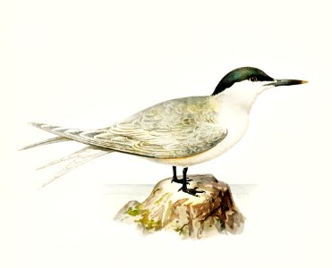 Sandwich tern (Sterna sandvicensis) illustrated by the von Wright brothers. Digitally enhanced from our own 1929 folio version of Svenska Fåglar Efter Naturen Och Pa Sten Ritade.