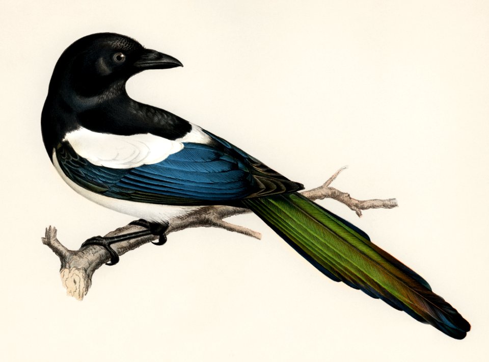 Eurasian magpie (PICA PICA) illustrated by the von Wright brothers. Digitally enhanced from our own 1929 folio version of Svenska Fåglar Efter Naturen Och Pa Sten Ritade.