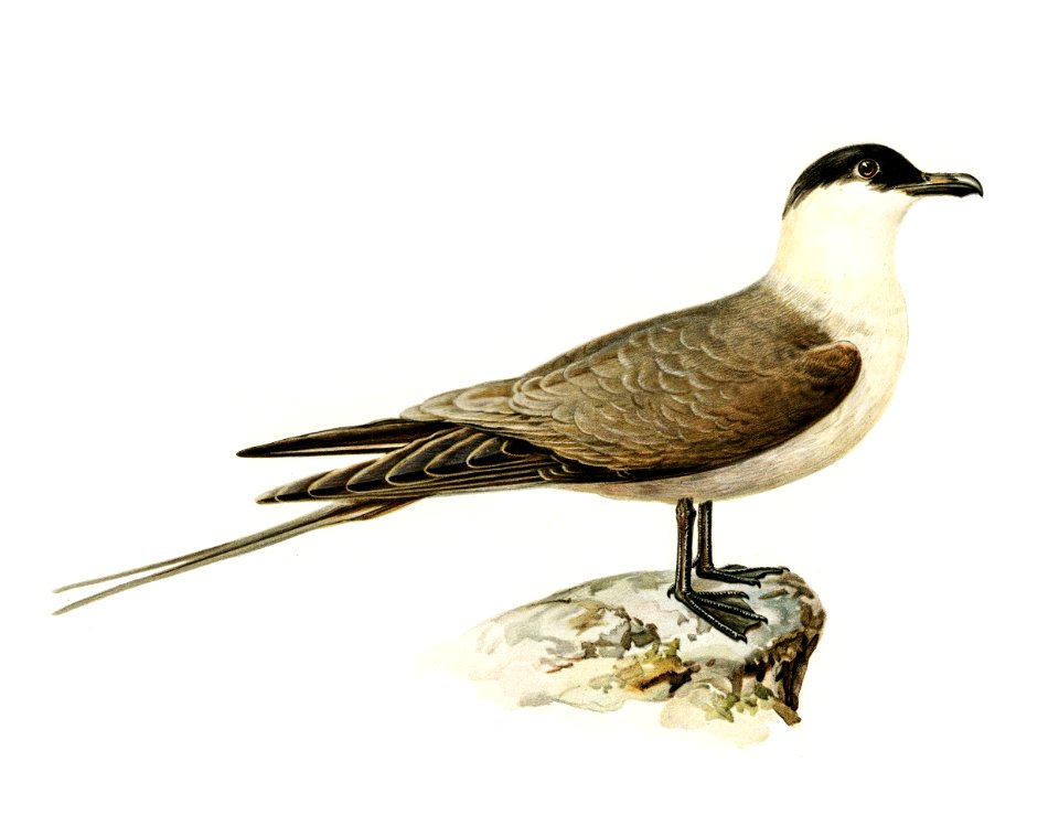 Long-tailed jaeger (Stercorarius longicaudus) illustrated by the von Wright brothers. Digitally enhanced from our own 1929 folio version of Svenska Fåglar Efter Naturen Och Pa Sten Ritade.