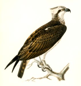 Osprey (Pandion haliaetus) illustrated by the von Wright brothers. Digitally enhanced from our own 1929 folio version of Svenska Fåglar Efter Naturen Och Pa Sten Ritade.. Free illustration for personal and commercial use.
