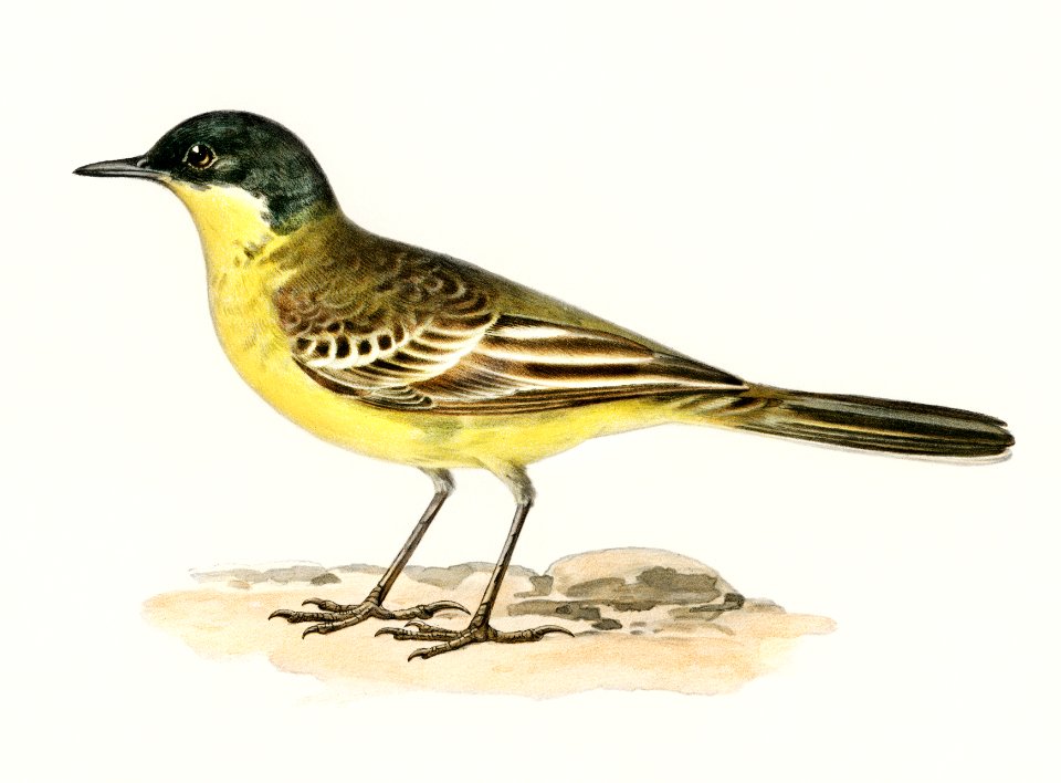 Grey-headed Wagtail (MOTACILLA (BUDYTES) FLAVA THUNBERGI) illustrated by the von Wright brothers. Digitally enhanced from our own 1929 folio version of Svenska Fåglar Efter Naturen Och Pa Sten Ritade.