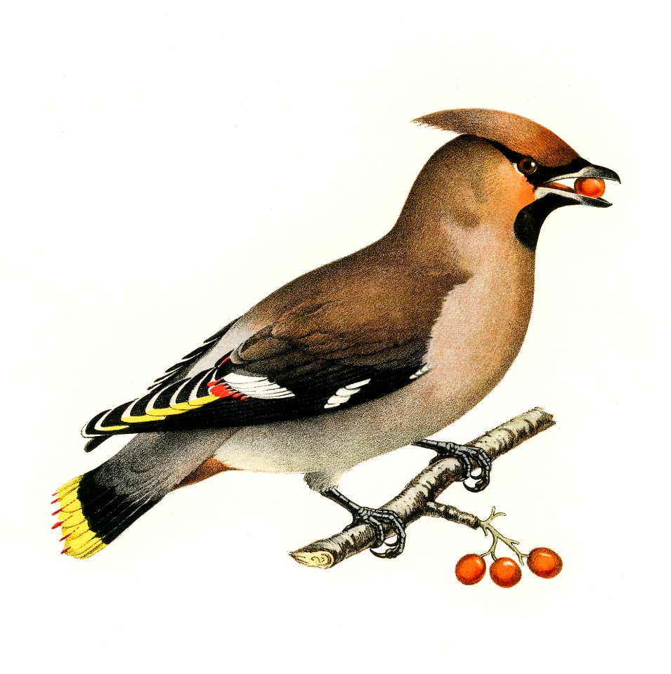 Bohemian Waxwing (Ampelis garrulus) illustrated by the von Wright brothers. Digitally enhanced from our own 1929 folio version of Svenska Fåglar Efter Naturen Och Pa Sten Ritade.