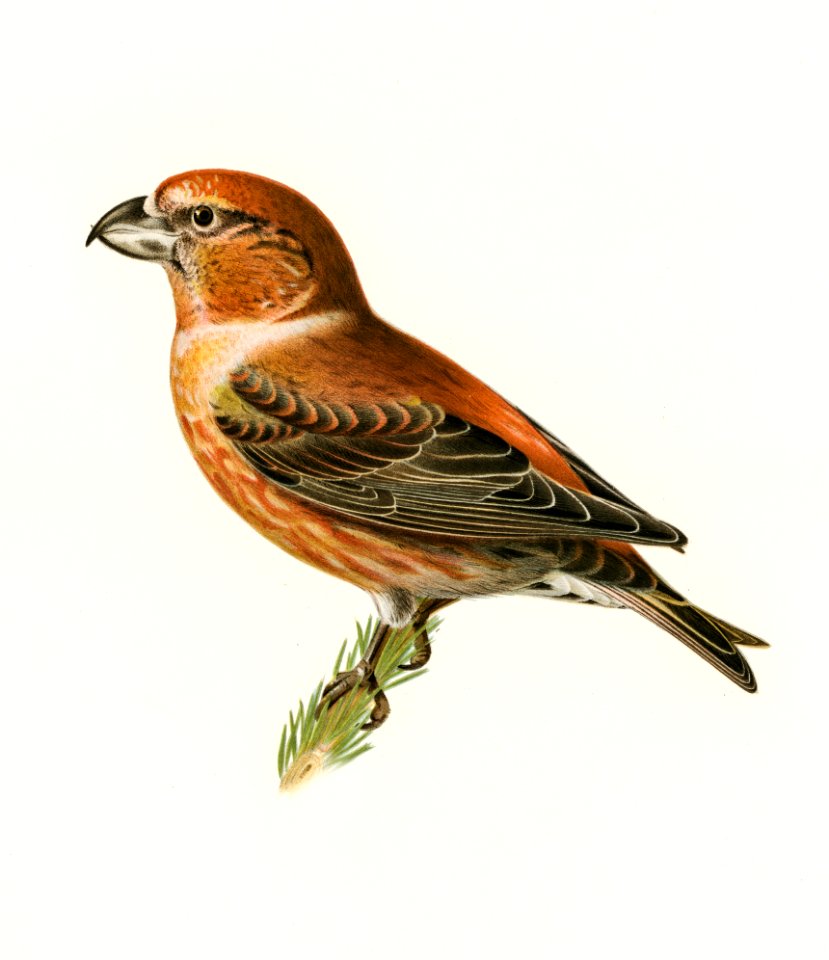 Parrot Crossbill ♂ (Loxia pytyopsittacus) illustrated by the von Wright brothers. Digitally enhanced from our own 1929 folio version of Svenska Fåglar Efter Naturen Och Pa Sten Ritade.