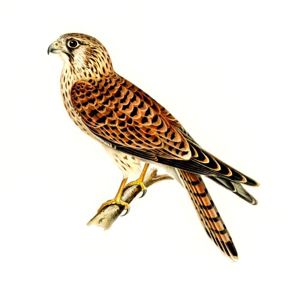 Common Kestrel (Falco tinnunculus) illustrated by the von Wright brothers. Digitally enhanced from our own 1929 folio version of Svenska Fåglar Efter Naturen Och Pa Sten Ritade.