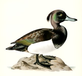 Ferruginous duck male (Nyroca fuligule) illustrated by the von Wright brothers. Digitally enhanced from our own 1929 folio version of Svenska Fåglar Efter Naturen Och Pa Sten Ritade.. Free illustration for personal and commercial use.