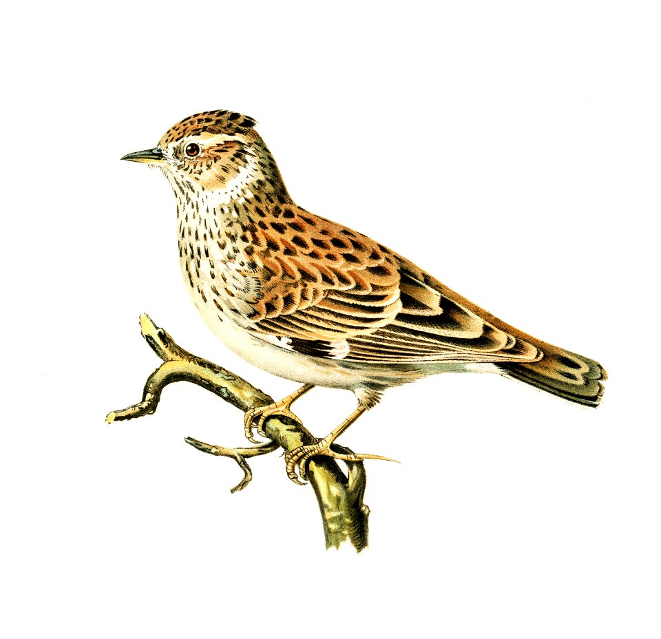 Woodlark (Lullula arborea) illustrated by the von Wright brothers. Digitally enhanced from our own 1929 folio version of Svenska Fåglar Efter Naturen Och Pa Sten Ritade.