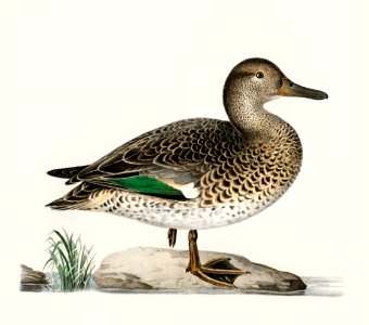 Teal (Anas crecca) illustrated by the von Wright brothers. Digitally enhanced from our own 1929 folio version of Svenska Fåglar Efter Naturen Och Pa Sten Ritade.. Free illustration for personal and commercial use.
