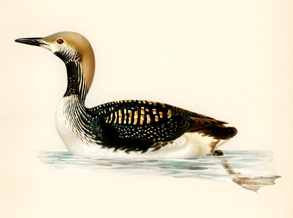 Black-throated loon (Colymbus arcticus) illustrated by the von Wright brothers. Digitally enhanced from our own 1929 folio version of Svenska Fåglar Efter Naturen Och Pa Sten Ritade.