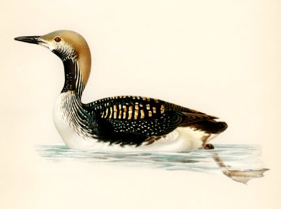 Black-throated loon (Colymbus arcticus) illustrated by the von Wright brothers. Digitally enhanced from our own 1929 folio version of Svenska Fåglar Efter Naturen Och Pa Sten Ritade.. Free illustration for personal and commercial use.