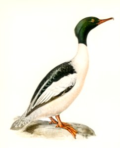 Common merganser, Goosander-in spring male (Mergus merganser) illustrated by the von Wright brothers. Digitally enhanced from our own 1929 folio version of Svenska Fåglar Efter Naturen Och Pa Sten Ritade.. Free illustration for personal and commercial use.