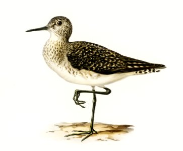 Wood Sandpiper (Totanus Glareola) illustrated by the von Wright brothers. Digitally enhanced from our own 1929 folio version of Svenska Fåglar Efter Naturen Och Pa Sten Ritade.. Free illustration for personal and commercial use.