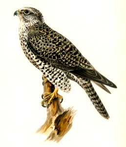 Gyrfalcon, Gyr Falcon male (Falco rusticolus) illustrated by the von Wright brothers. Digitally enhanced from our own 1929 folio version of Svenska Fåglar Efter Naturen Och Pa Sten Ritade.