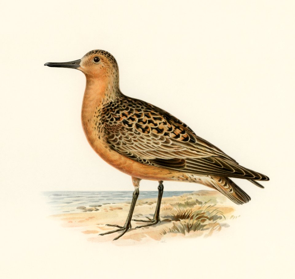 Red Knot ♂ (Tringa Canutus) illustrated by the von Wright brothers. Digitally enhanced from our own 1929 folio version of Svenska Fåglar Efter Naturen Och Pa Sten Ritade.