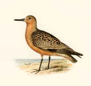 Red Knot ♂ (Tringa Canutus) illustrated by the von Wright brothers. Digitally enhanced from our own 1929 folio version of Svenska Fåglar Efter Naturen Och Pa Sten Ritade.. Free illustration for personal and commercial use.