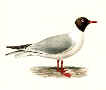 Black-headed gull ♂ (Larus ridibundus) illustrated by the von Wright brothers. Digitally enhanced from our own 1929 folio version of Svenska Fåglar Efter Naturen Och Pa Sten Ritade.. Free illustration for personal and commercial use.