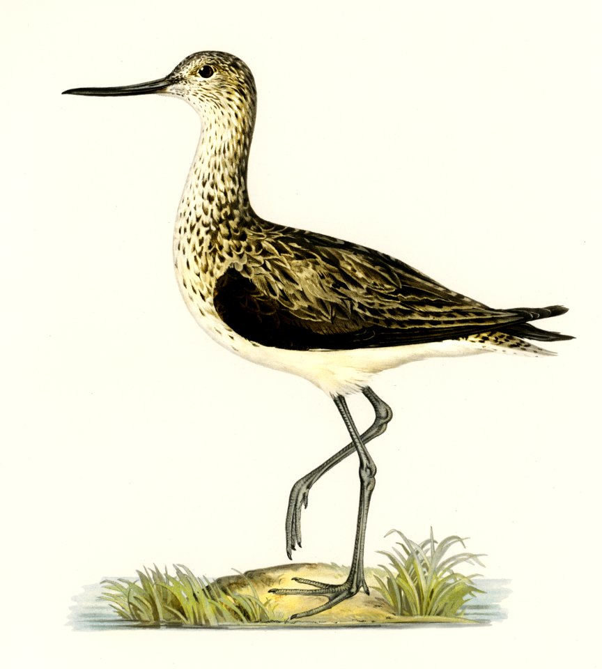 Greenshank (Totanus Littoreus) illustrated by the von Wright brothers. Digitally enhanced from our own 1929 folio version of Svenska Fåglar Efter Naturen Och Pa Sten Ritade.