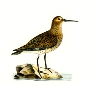 Dunlin (Tringa Alpina) illustrated by the von Wright brothers. Digitally enhanced from our own 1929 folio version of Svenska Fåglar Efter Naturen Och Pa Sten Ritade.. Free illustration for personal and commercial use.