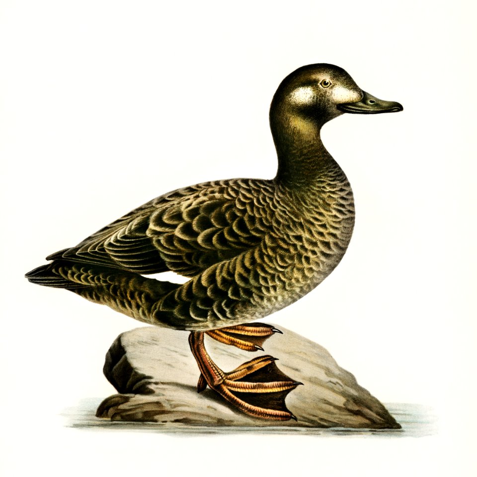 Velvet Scoter female (Oidemia fusca) illustrated by the von Wright brothers. Digitally enhanced from our own 1929 folio version of Svenska Fåglar Efter Naturen Och Pa Sten Ritade.