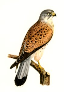 Common Kestrel male (Falco tinnunculus) illustrated by the von Wright brothers. Digitally enhanced from our own 1929 folio version of Svenska Fåglar Efter Naturen Och Pa Sten Ritade.. Free illustration for personal and commercial use.