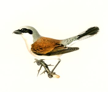 Red-backed Shrike male (Lanius collurio) illustrated by the von Wright brothers. Digitally enhanced from our own 1929 folio version of Svenska Fåglar Efter Naturen Och Pa Sten Ritade.